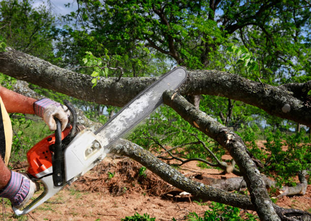 Paris, AR Tree Care  Company